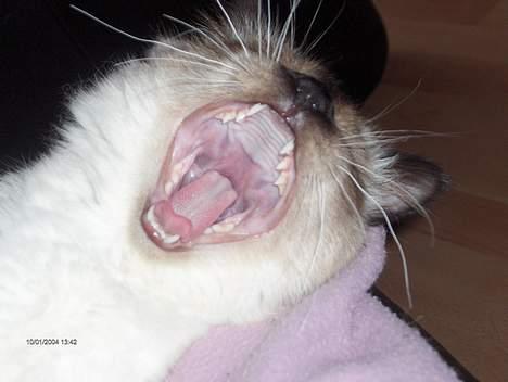 Hellig Birma Bamse-fod billede 2