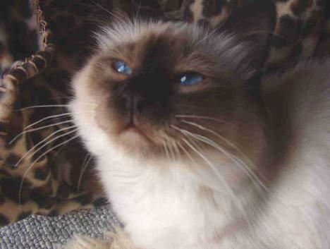 Hellig Birma Bamse-fod billede 3