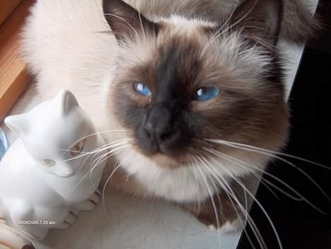 Hellig Birma Bamse-fod billede 4