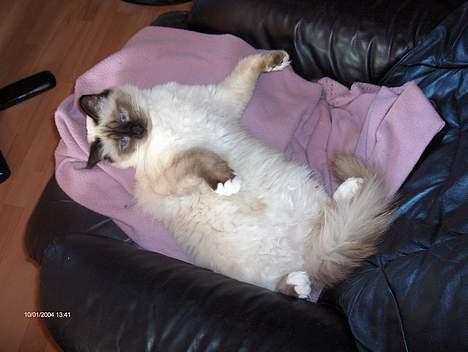 Hellig Birma Bamse-fod billede 5