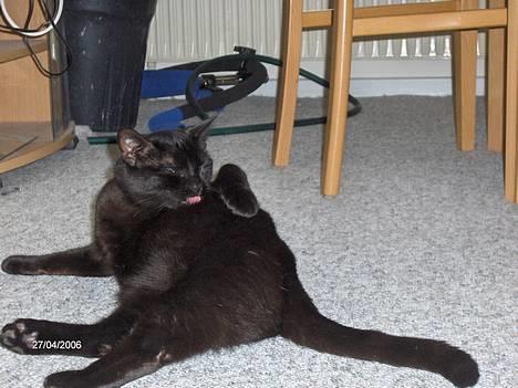 Huskat blackie billede 16