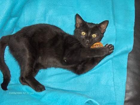 Huskat blackie billede 17