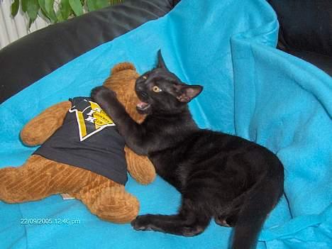 Huskat blackie billede 18