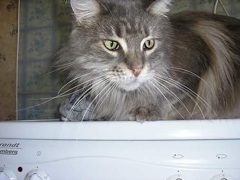 Maine Coon Eevee billede 1