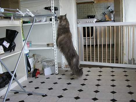 Maine Coon Eevee - hvad er der mon der oppe?? billede 2