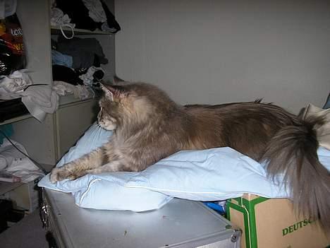 Maine Coon Eevee billede 3