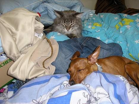 Maine Coon Eevee - ZzzzZZzz billede 4