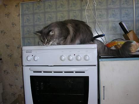 Maine Coon Eevee - Du skal ikke komme for tæt på lille hund!! billede 5