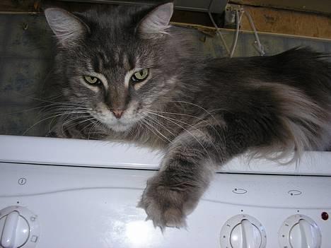 Maine Coon Eevee billede 6