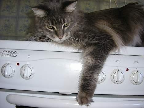 Maine Coon Eevee billede 7