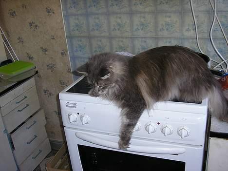 Maine Coon Eevee billede 8