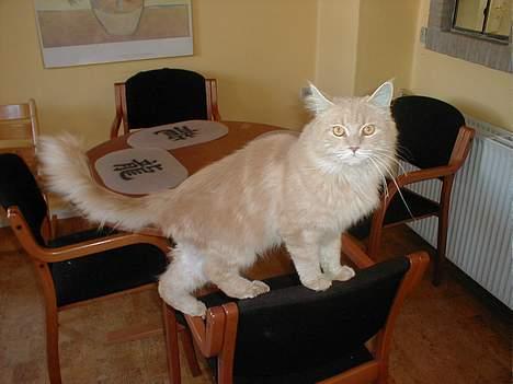 Maine Coon Victor billede 8