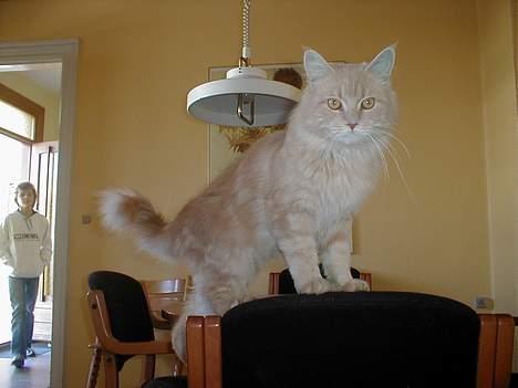 Maine Coon Victor billede 9