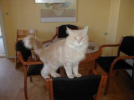 Maine Coon Victor billede 10