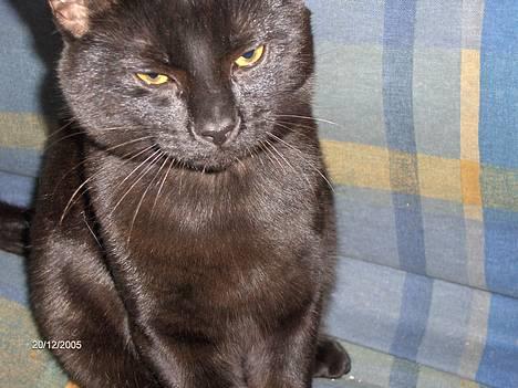 Huskat blackie billede 19