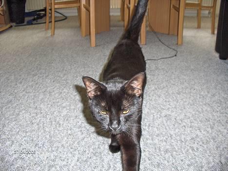 Huskat blackie billede 20