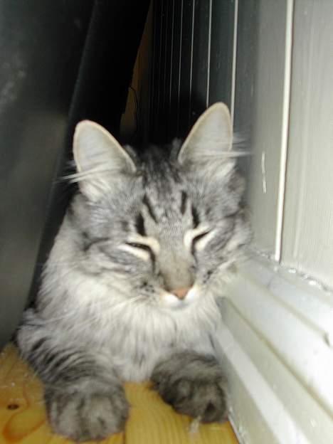 Blanding af racer Felix billede 2