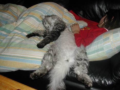 Blanding af racer Felix - puddelkat billede 3