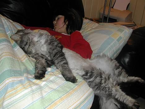 Blanding af racer Felix billede 4