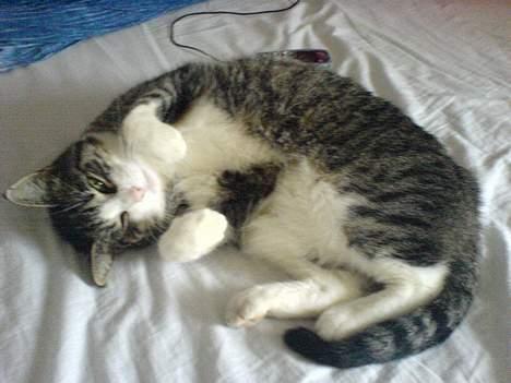 Huskat mille<3 billede 15