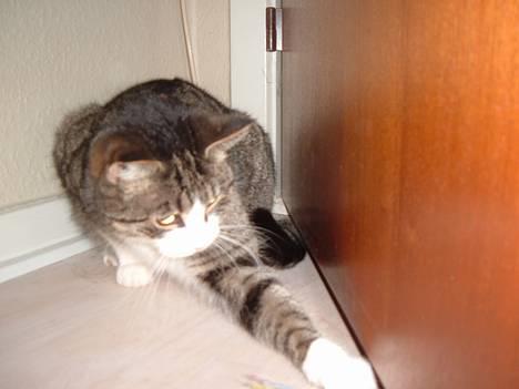 Huskat mille<3 billede 16