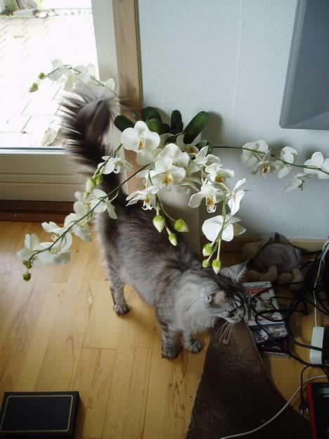 Maine Coon DK Wildenrath's Aske RIP billede 12