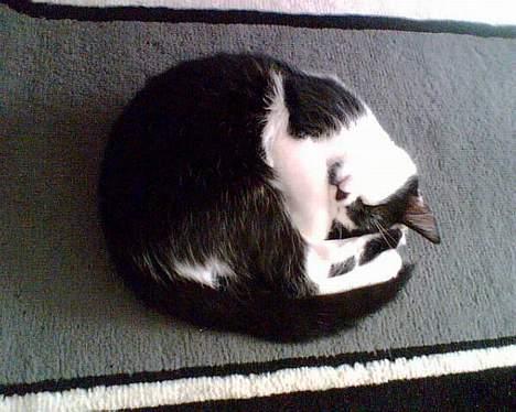 Blanding af racer O'malley billede 11