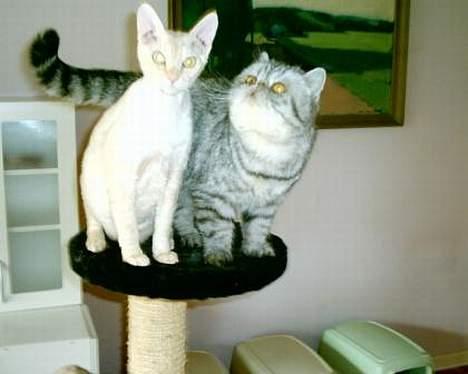 Exotic Ida (Ida er ikke mere) billede 3