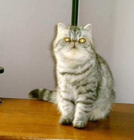 Exotic Ida (Ida er ikke mere) billede 4