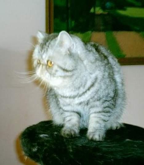 Exotic Ida (Ida er ikke mere) billede 5