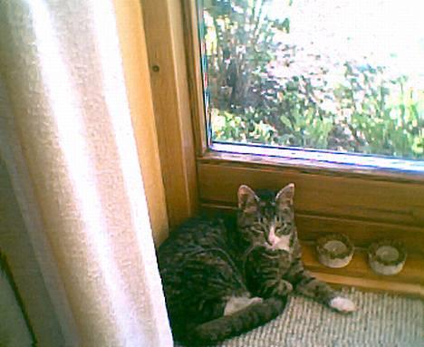 Blanding af racer Tiger - Tiger ligger og slapper ved vinduet hjemme hos min mor og far billede 1