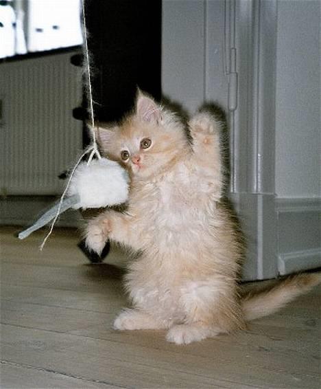 Blanding af racer Bom - Bom 11 uger gammel billede 1