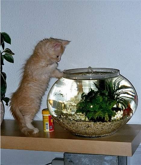 Blanding af racer Bom billede 2