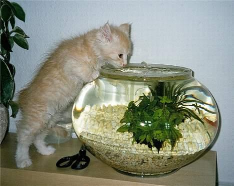 Blanding af racer Bom billede 3