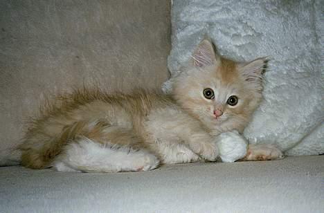 Blanding af racer Bom billede 4