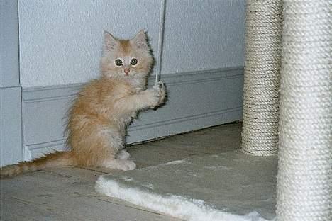 Blanding af racer Bom billede 5