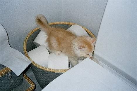 Blanding af racer Bom billede 6