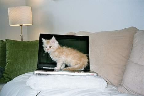 Blanding af racer Bom billede 7