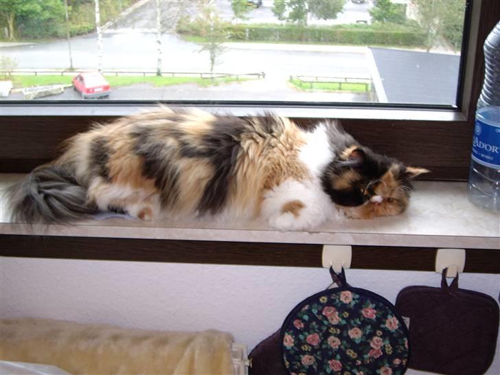 Perser Fiona - Her er jeg Fiona! Eller som min mor og far sige: smukke Fiona. billede 1