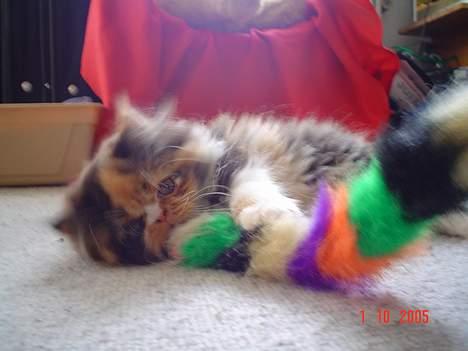 Perser Fiona - Jeg leger med musen billede 2