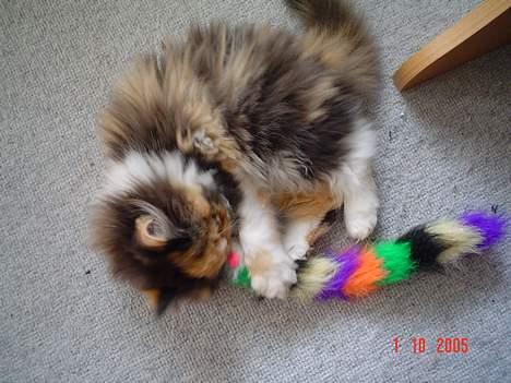 Perser Fiona billede 3