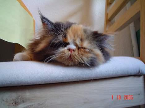 Perser Fiona - Jeg tager mig lige en lille lur:-) billede 4