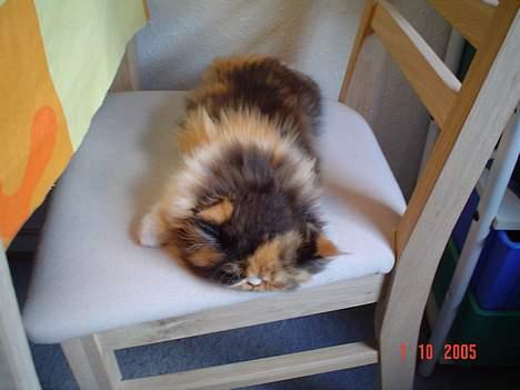 Perser Fiona billede 5