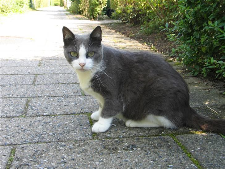 Huskat Gråmisser Død R.I.P. - Her sider sider Gårmisser, dette billede er fra 2007 Billedet er taget kort tid før hun døde. billede 1
