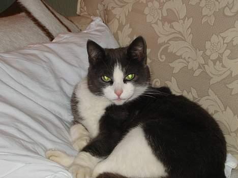 Huskat Gråmisser Død R.I.P. - lige vågenet fra en god lur :D Et lidt gammelt billede.  billede 2