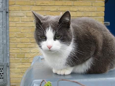 Huskat Gråmisser Død R.I.P. - Her sidder hun på en skrallespand. billede 3