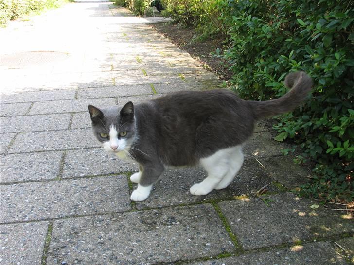 Huskat Gråmisser Død R.I.P. - :D  Billedet er taget kort tid før hun døde. Derfor betyder dette og det første billede meget for mig<3 billede 4