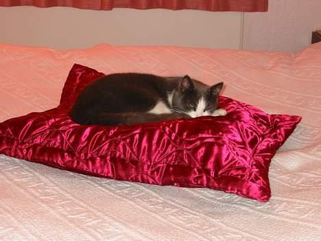 Huskat Gråmisser Død R.I.P. - ZZZZzzzzz billede 5