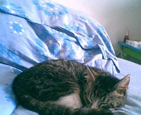 Blanding af racer Tiger - Tiger ligger så sødt og sover en lille middagslur billede 2