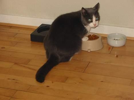 Huskat Gråmisser Død R.I.P. - Hun ser ikke helt tilfreds ud, med at jeg tog det her billede ;/   billede 6